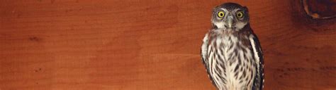 the stanislaus wildlife care center takes injured and orphaned native ...
