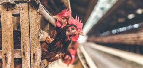 Organic Slaughter: How Does It Really Work? | Shortform Books
