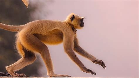 80+ Free Langur & Monkey Images