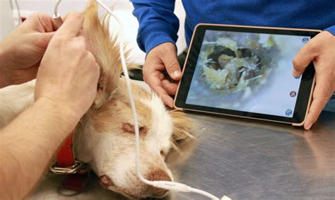 Otita la caini: cauze, simptome si tratament - Veterinar la domiciliu ...