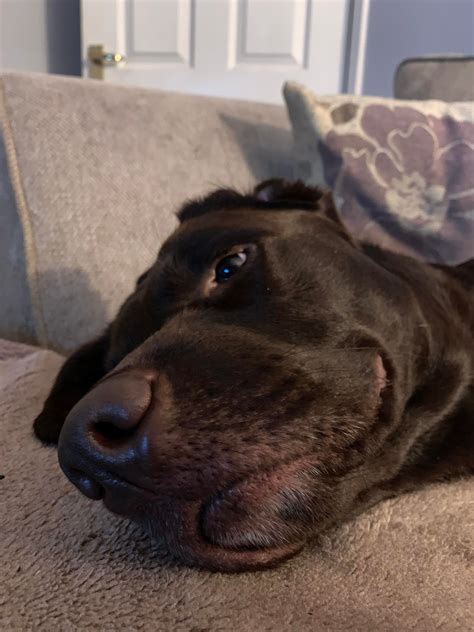 That face : r/dogpictures