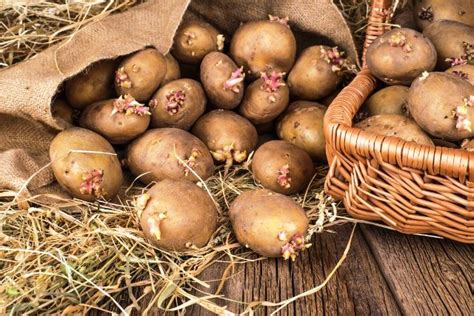 Удобрение для картофеля: чем, когда и как удобрять