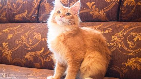 23 Orange Fluffy Cat Breeds - Find Your Longhair Fluffy Orange Cat ...