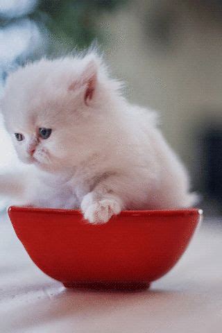 Котики Анимация в 2024 г | Любители кошек, Смешное видео о кошках ...
