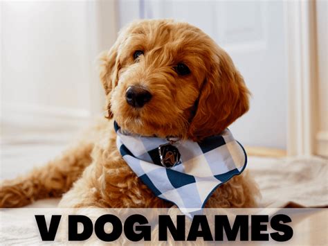 Very Vibrant V Dog Names For Your New Puppy - A Gal + A Dog