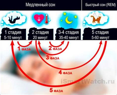 Фазы сна: таблица значимости сна в разное время суток