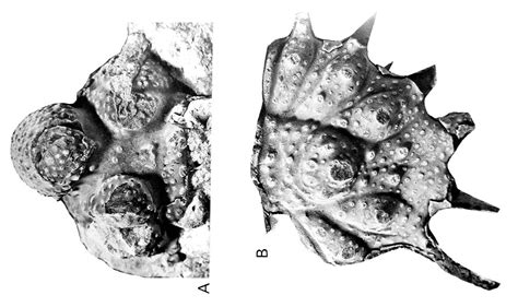 Placoderm Piece? - Fossil ID - The Fossil Forum