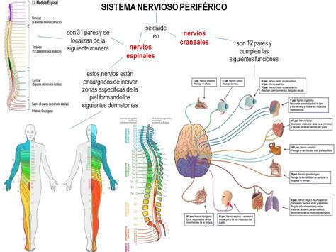 blog fisiologia uas sistema nervioso periferico