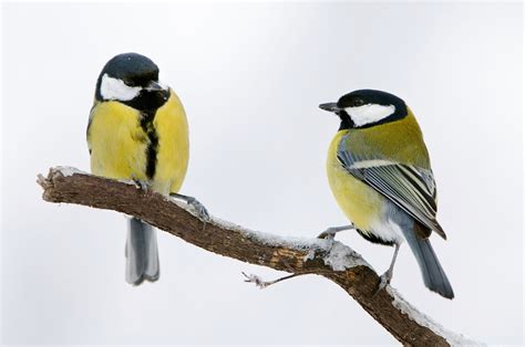 Shy Great Tit Birds Flock Together | National Geographic