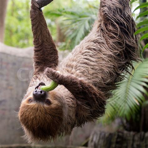 two-toed sloth eating cucumber | Stock image | Colourbox