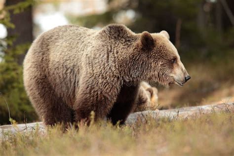 Brown bear. stock photo. Image of taiga, bear, finland - 97112638