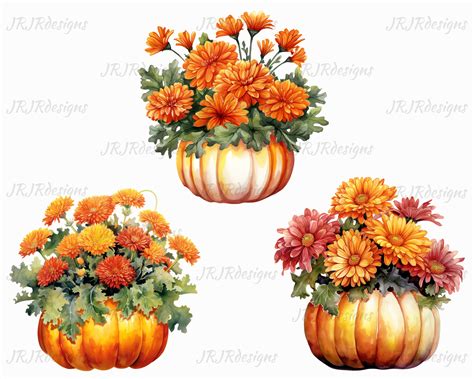 20 Mums in a Pumpkin Clipart Bundle 300 DPI Watercolor Fall Flowers