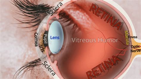 Eye Anatomy: Understanding The Parts Of Your Eye