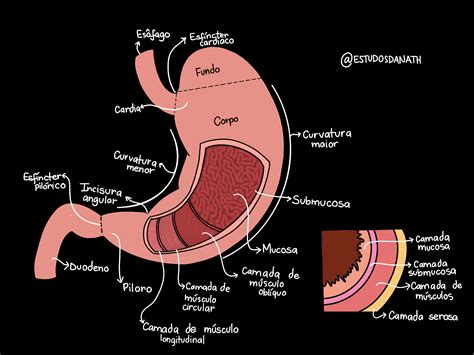 Partes Do Estomago Anatomia - Anatomia Do Esofago E Estomago - RETOEDU