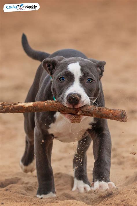 CanineWeekly.com - Your #1 Destination for Big Dog Breeds! | Pitbull ...