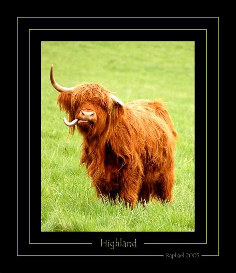 Vache Highland photo et image | animaux, nature Images fotocommunity