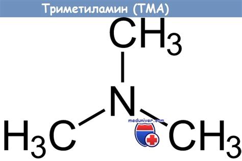 Отравление триметиламином (ТМА) и его побочные эффекты