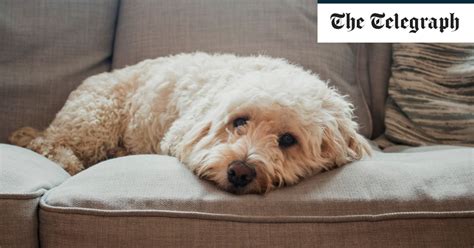 What happens to your dog’s brain when you are not there