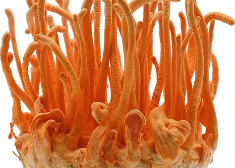 Guía completa de Cultivo de Cordyceps militaris – Micolegas de Spore World
