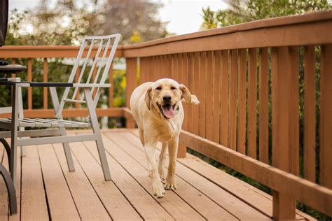 How to Get Pet Urine Smells Out of the Backyard | New York Dog Nanny