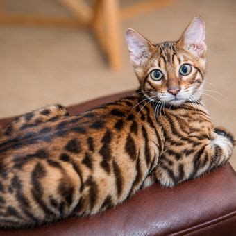 Foto : Mengenal Kucing Toyger yang Mirip Harimau, Tertarik ...