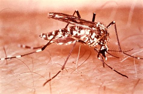 bica insan kamil sidoarjo aedes aegypti
