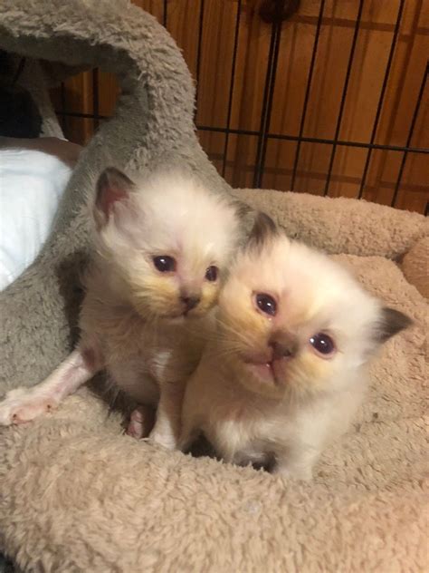 What colorpoint are these birman kittens? Breeder initially thought