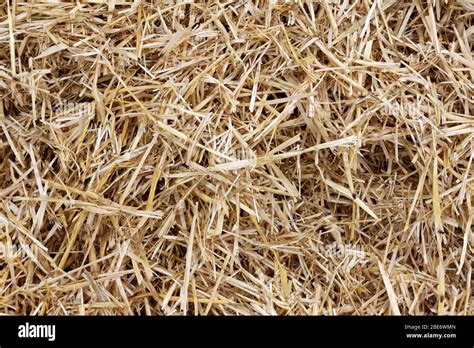 straw surface straw pack texture stack  straw texture image dry