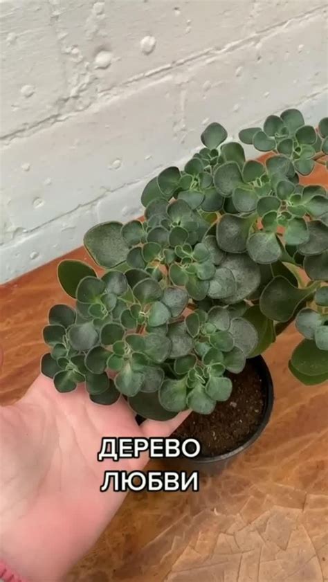Комнатные растения и цветы в интерьере. Фото [Video] | Plants, Flora ...