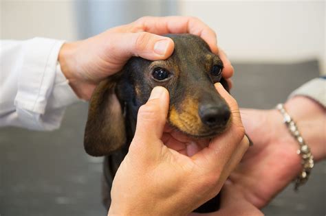 Can Lidocaine Be Used On Dogs