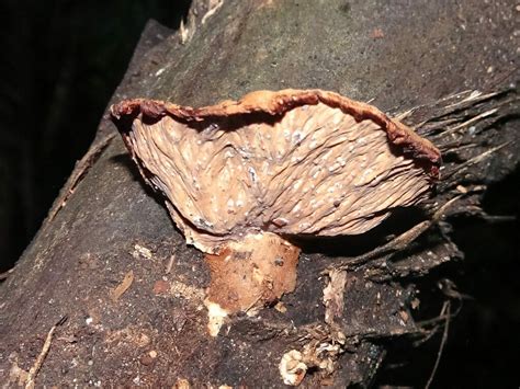 Cymatoderma from Lake Barrine QLD 4884, Australia on February 14, 2023 ...