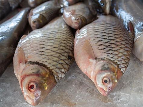 Premium Photo | Fresh fish