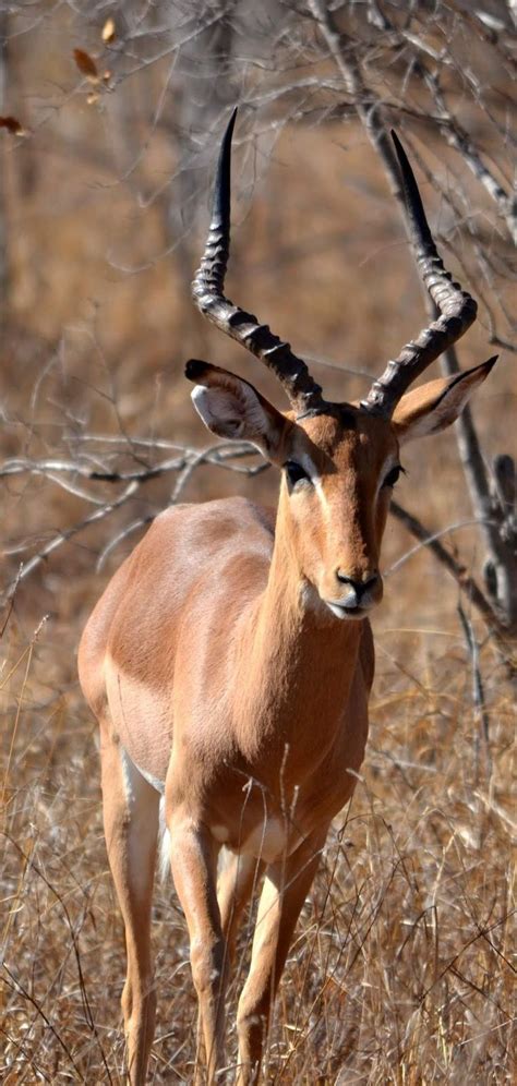 About Wild Animals: Photo of an impala | Impala animal, African animals ...