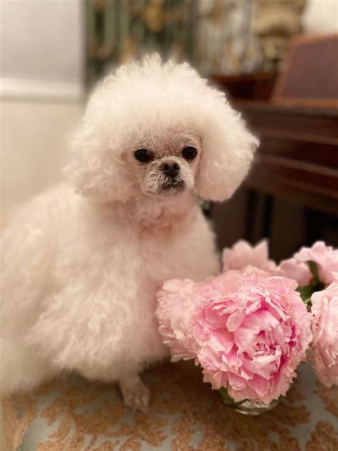 Discover 310 Leica, the Peekapoo puppy and pekingese ideas on this