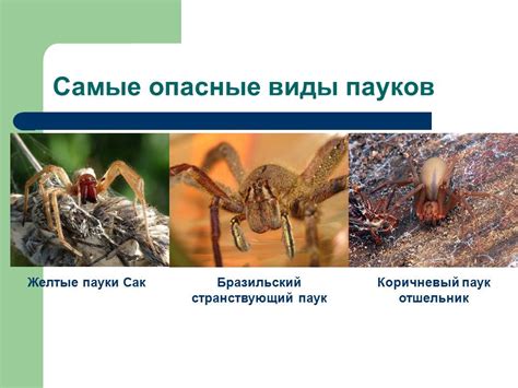 Паукообразные - Презентации по биологии