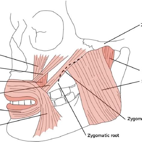 Zygomatic Arch Anatomy Britannicacom