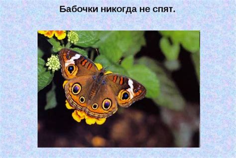 Доклад о бабочках 2 класс окружающий мир - как написать?