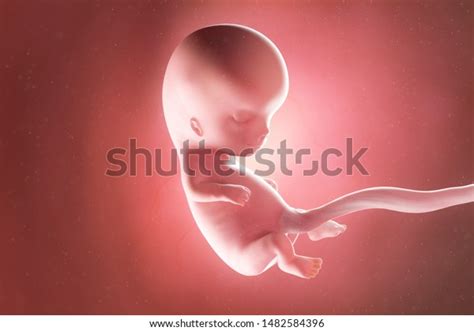 Prenatal Development Images: Browse 7,058 Stock Photos & Vectors Free ...