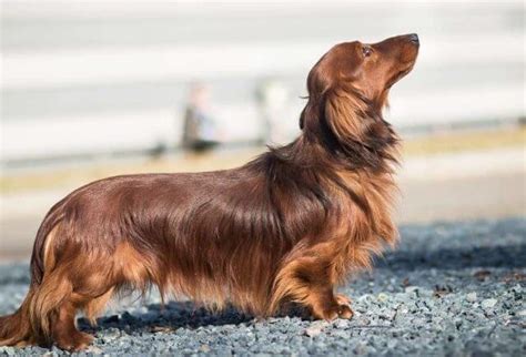 Do Long Haired Dachshunds Shed? - Pet Care Stores