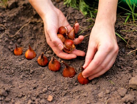 How To Plant Bulbs - Backyard Boss