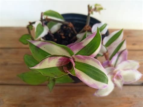 Callisia soconuscensis variegata white | Hoya plants, Plants, House plants