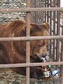 Category:Bears in Russia - Wikimedia Commons