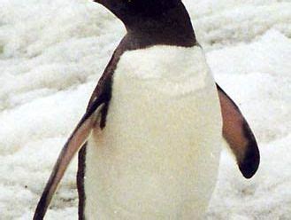 Gentoo penguin | Diet, Habitat, & Facts | Britannica