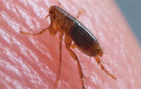 Flea Control Service In Greensboro, NC | Go-Forth Pest Control