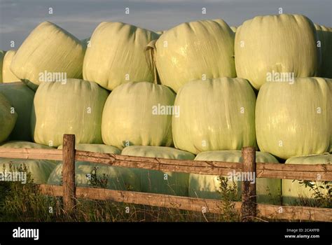 Plastic wrapped hay bails Stock Photo - Alamy
