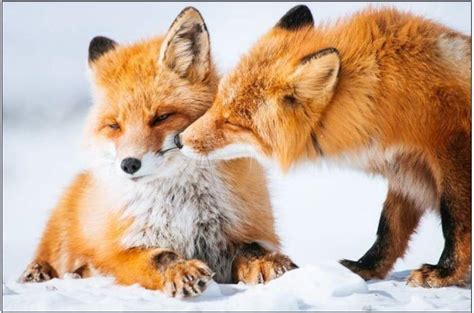 Solve Liška a láska_Fox and love jigsaw puzzle online with 35 pieces