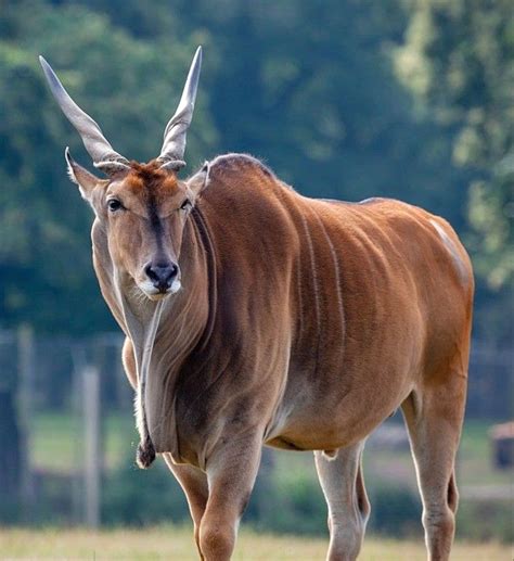 Eland