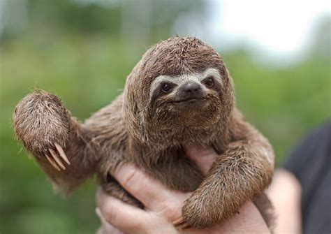 Bicho Preguiça Bebe - Preguiça De Três Dedos - Stock Photos e Imagens - iStock