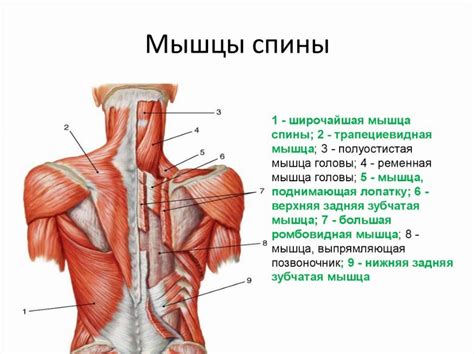 Упражнение для развития мышц рук и спины: подъём гантелей через стороны ...
