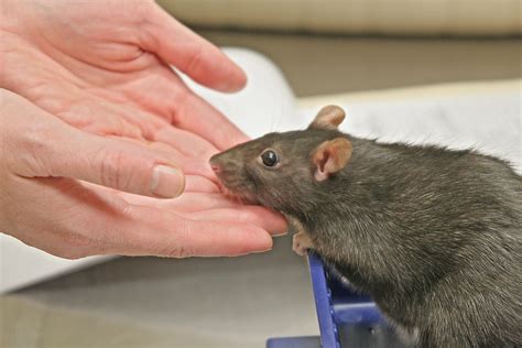 is it normal guinea pig vomiting without vet 1